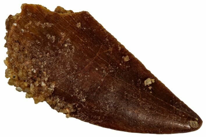 Serrated, Raptor Tooth - Real Dinosaur Tooth #296188